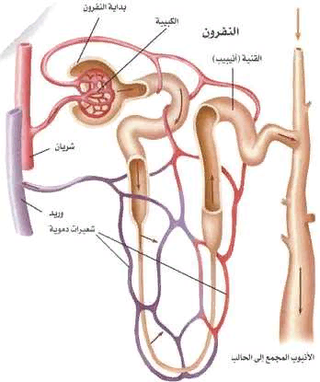 الدراسة التفصيلية للنفرون