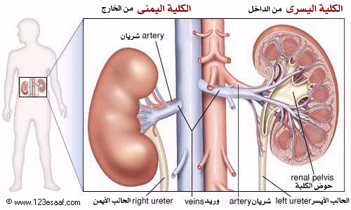 مـوقـع الكلـى