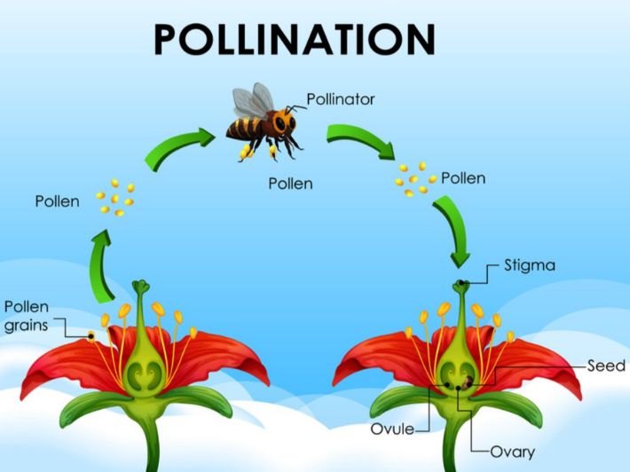 لتلقيح-النباتي-بواسطة-النحلة