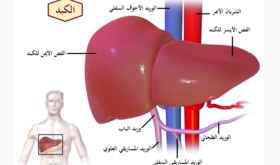 الكبــد