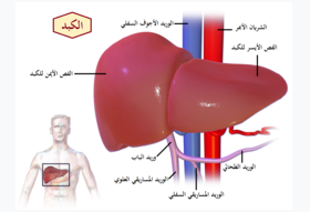 الكبــد